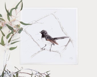 Australian Birds Willie Wagtail Giclee Art Print