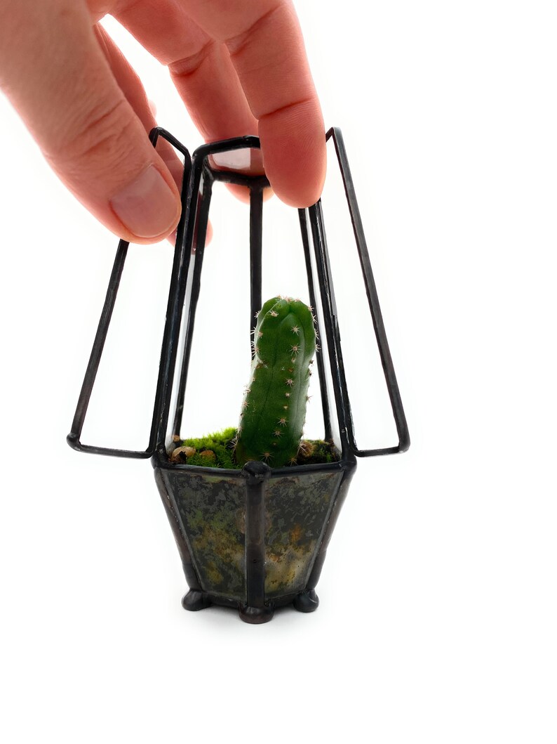 Pre-Assembled Cacti Terrarium Enclosed Landscape Desktop Garden Cute Cacti Terrarium Kit