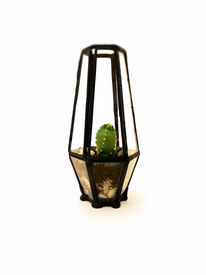 Pre-Assembled Cacti Terrarium Enclosed Landscape Desktop Garden Cute Cacti Terrarium Kit