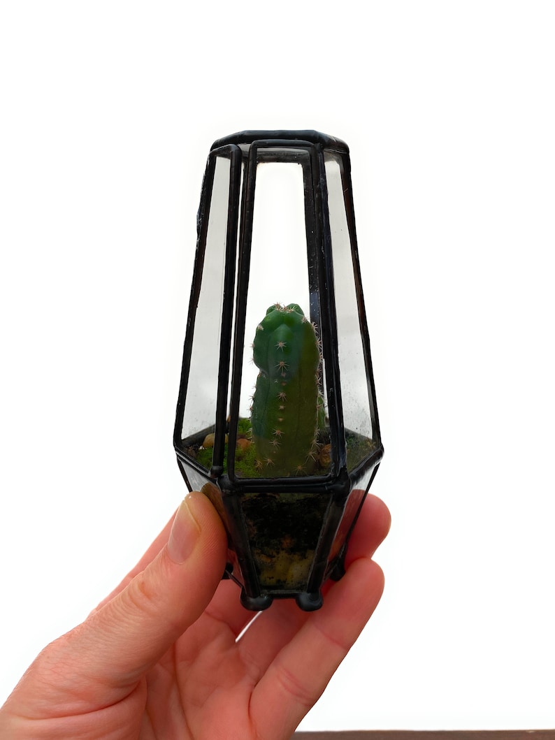 Pre-Assembled Cacti Terrarium Enclosed Landscape Desktop Garden Cute Cacti Terrarium Kit