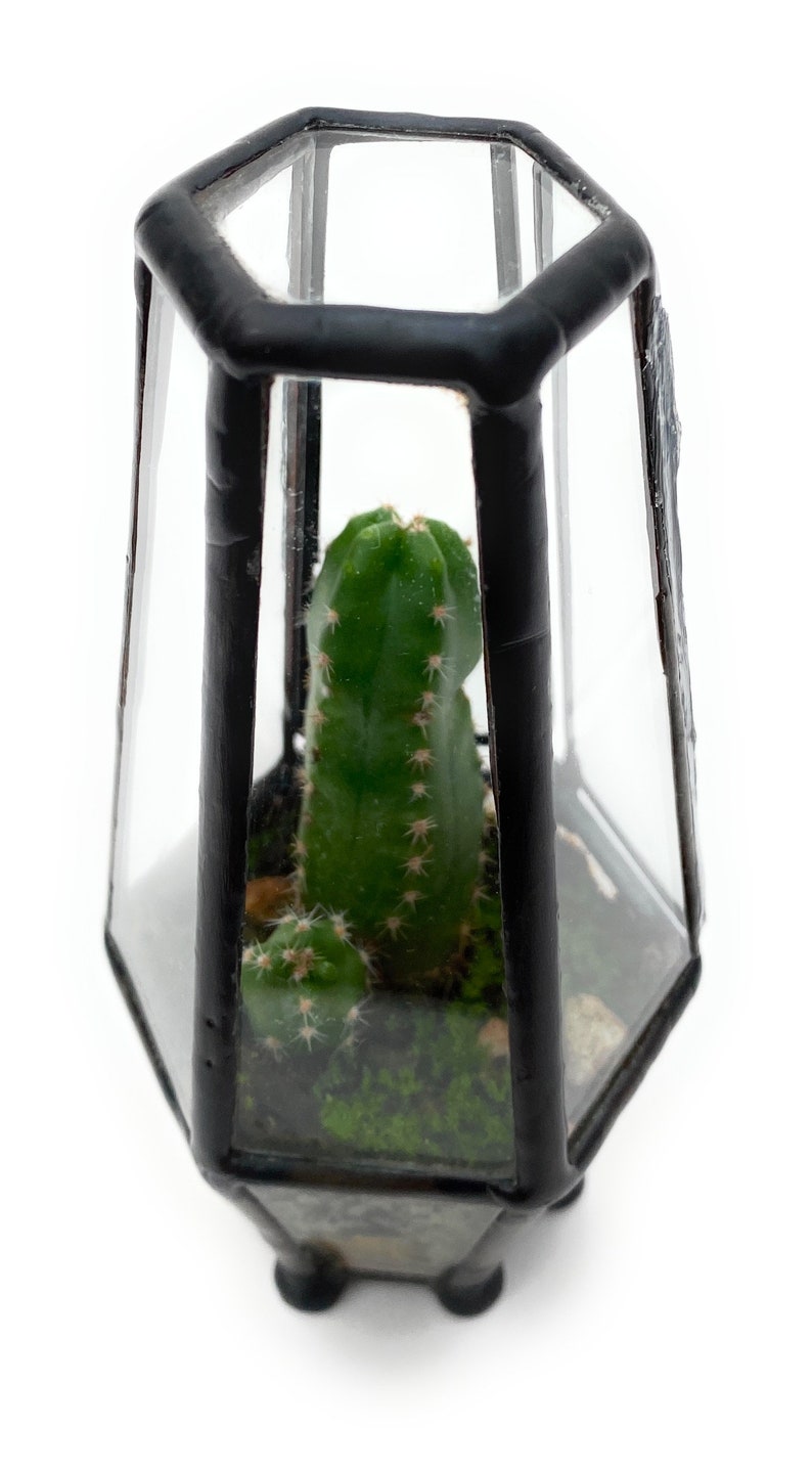 Pre-Assembled Cacti Terrarium Enclosed Landscape Desktop Garden Cute Cacti Terrarium Kit