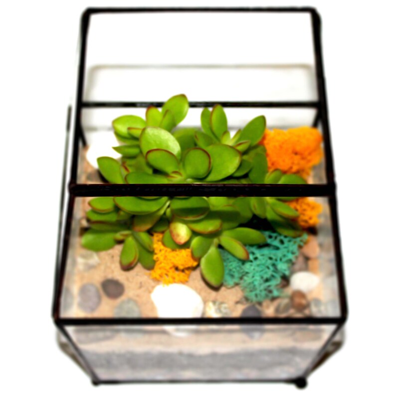 Smal 1 Litre Terrarium Kit UK DIY Succulent & Cacti Plant Step Etsy