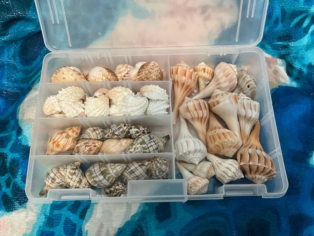 Storage Case With a Bakers Dozen in Each Style of Medium Size Shells ...