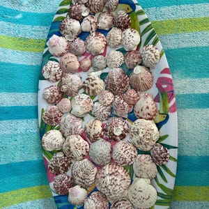50 + 5 conchiglie di capesante calico della Florida, piccole e medie, lotto per artigianato o decorazioni. Sbiancate, senza risciacquo acido e senza oli, conchiglie grezze. Conchiglie sfuse.
