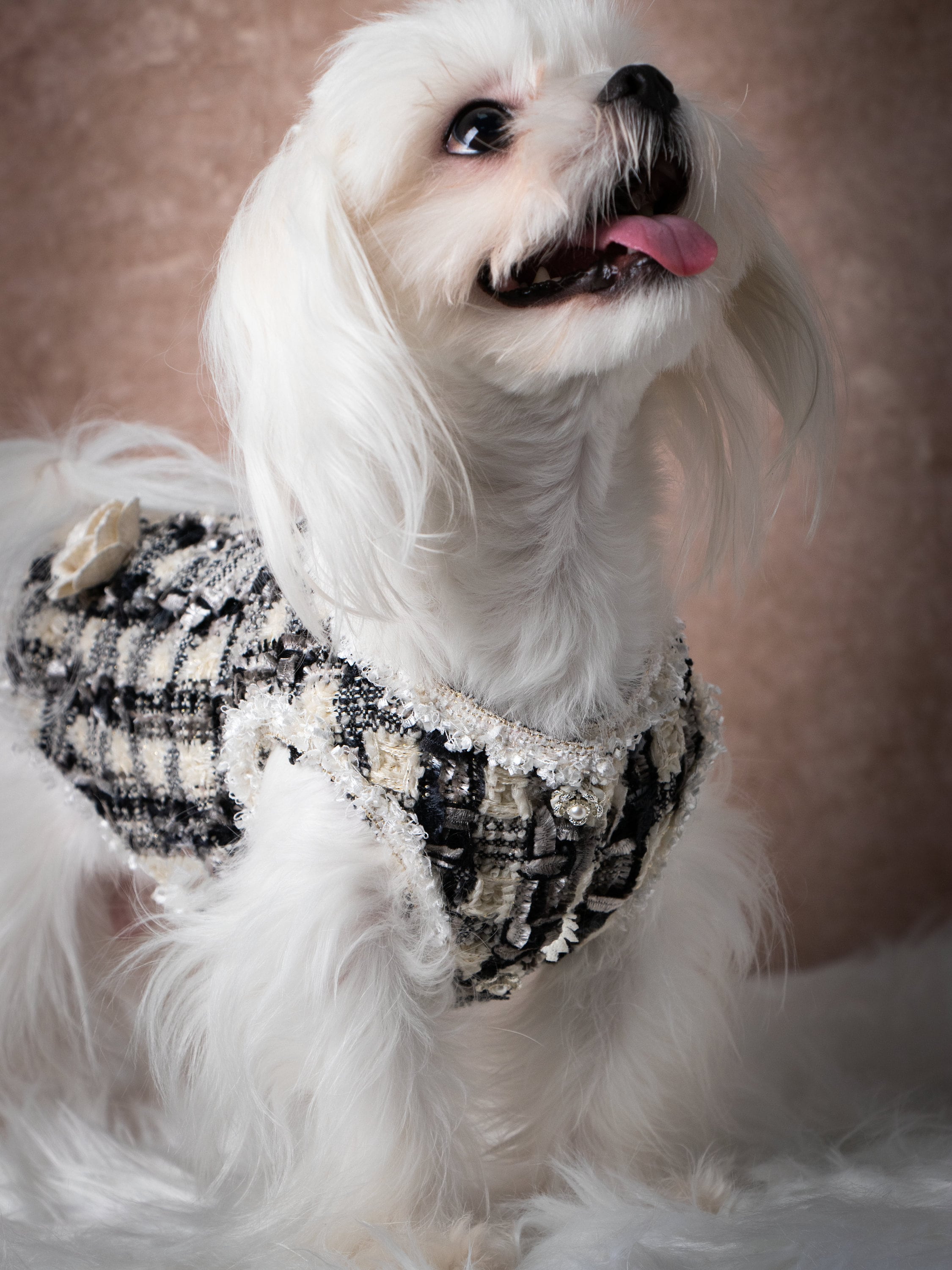 Dog dior - Etsy 日本