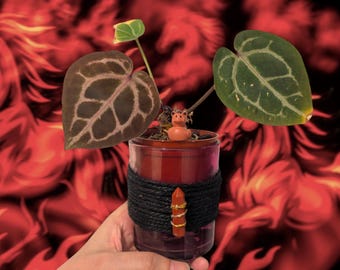 Anthurium KOS×Red crystalinumNSE from HU This is one of my Anthurium HU/KOS x Red Crystallinum and it is