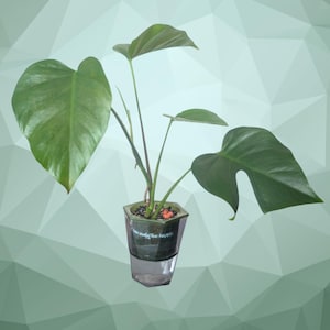 philodendron gloriosum white veins 