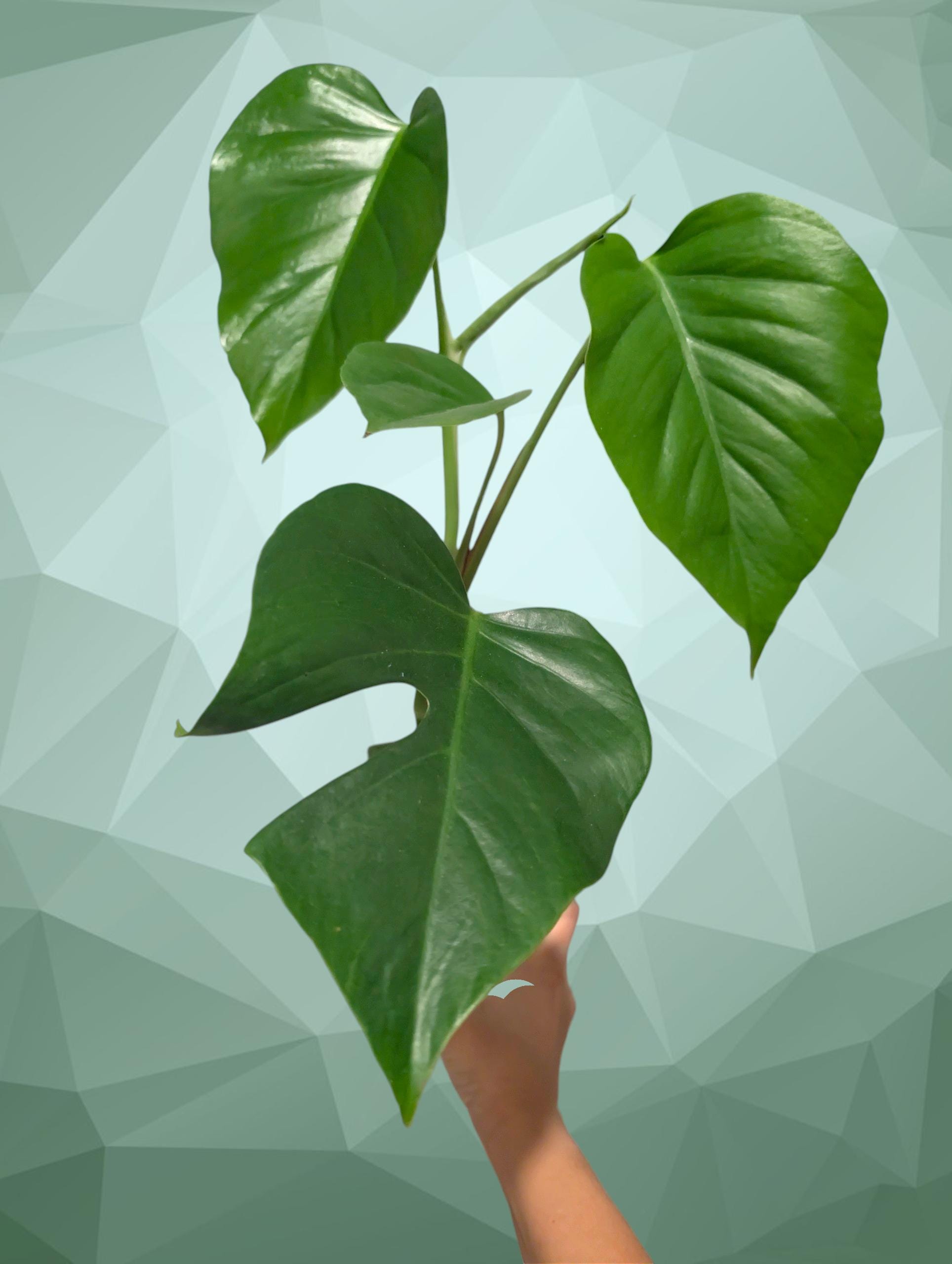 Lechuza Pon House Plants - Etsy