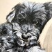 see more listings in the Dog Portraits in Pencil section