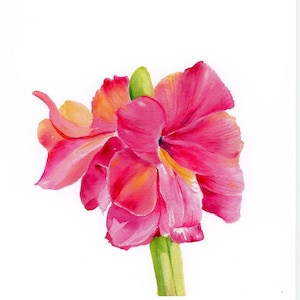 AMARYLLIS ART PRINT, Watercolor Amaryllis