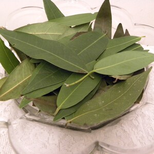 Aromatherapy Sweet Bay Laurel