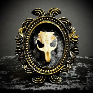 Framed Authentic XL Rat Skull
