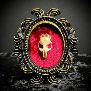 Framed Authentic Rat Skull