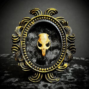 Framed Authentic Rat Skull