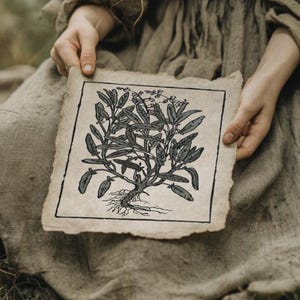 Salbei | Farbige Kräuter Illustration, Kräuterkunde, Cottagecore Wand Kunst, Apotheker Hexe Kunst, Botanische Zeichnung, Grüne Academia Poster