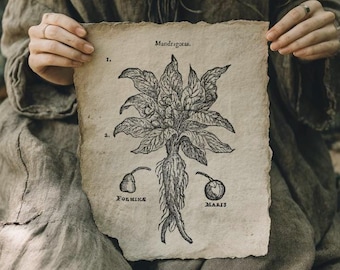 Impresión de mandrágora / Ilustración de libro antiguo, papel hecho a mano