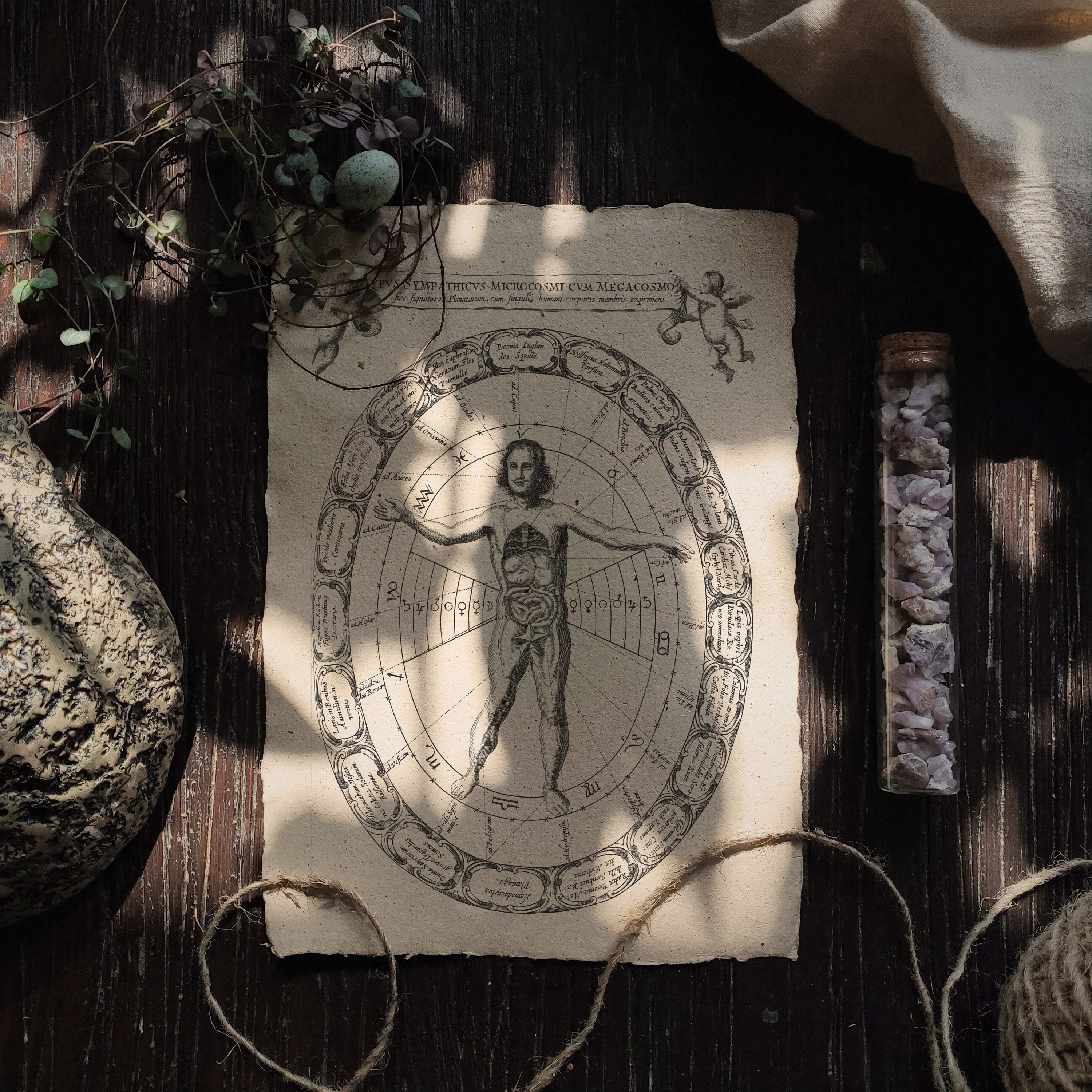 The Arcane Body | Dark Academia Hanging Scroll, Old Illustration Print ...