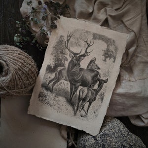 Der Rothirsch | Illustration eines alten Buches, Dark Academia Poster, Cottagecore Dekor, Wald Wandbehang, Bauernhaus Wanddekoration, Vintage Tier Art