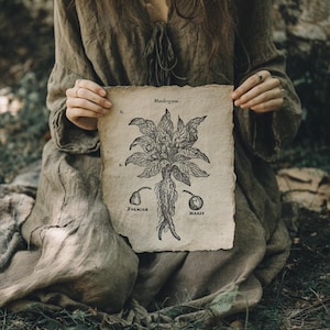 Mandragora / Stampa di illustrazioni di libri antichi, Poster di Dark Academia, Decorazioni Cottagecore, Arte medievale, Arte murale folcloristica, Strega della foresta appesa