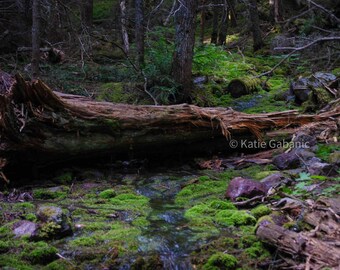 森に倒れた木 - 木の下を流れる小川と緑の苔むした前景、グレイシャー国立公園の陰鬱で暗い写真