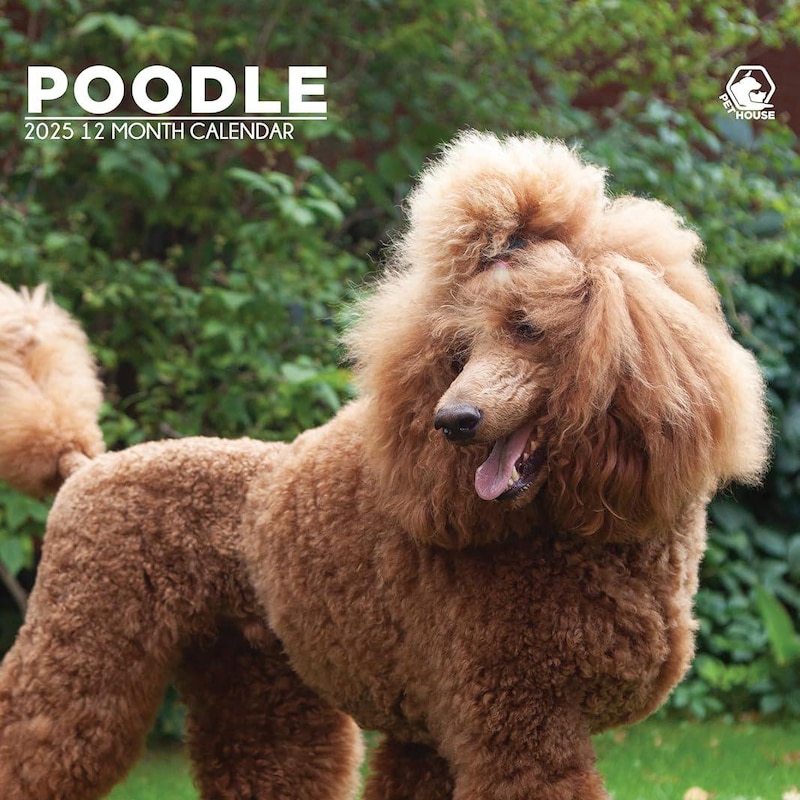 2025 Calendar Poodle Etsy