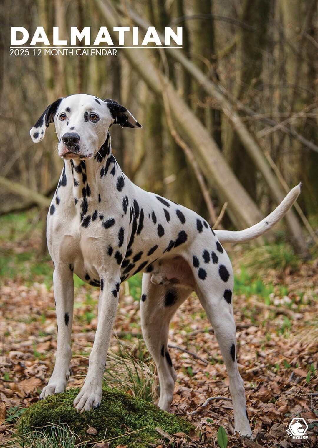 Dalmation 2025 Wall Calendar Etsy Il 1080xN.6354110825 Lw08 