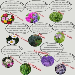 May include: An educational botanical chart featuring various plants and flowers, including Marvel of Peru, Bindweed, Daisy Flower, Pine, Bee Balm, Lavender, Hollyhock Flower, Oregano, and Purple Basil. Each plant is accompanied by descriptive text.