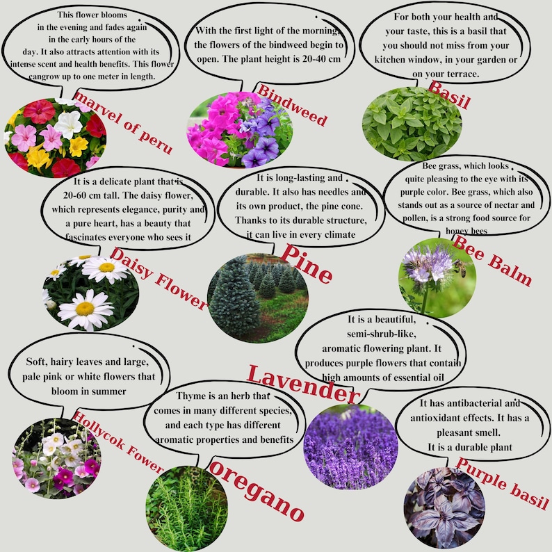 May include: An educational botanical chart featuring various plants and flowers, including Marvel of Peru, Bindweed, Daisy Flower, Pine, Bee Balm, Lavender, Hollyhock Flower, Oregano, and Purple Basil. Each plant is accompanied by descriptive text.