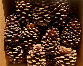 Large Natural Ponderosa Pine Cones | Bulk Pinecones for Crafts, Weddings, Rustic Decor, Wreath Making, Cabin Decor | Montana Pinecones