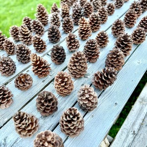 May include: A large collection of brown pine cones arranged in neat, orderly rows across a light gray wooden surface. Each pine cone features a textured, layered scale structure, showcasing natural variations in shape and size throughout the group.