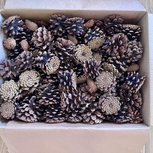 May include: A cardboard box filled with a large collection of natural brown pinecones of varying sizes and shapes. The pinecones are densely packed together, displaying their woody, layered scales and textured surfaces in shades of tan and dark brown.