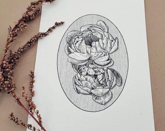 Peony Flower Drawing A5 Print