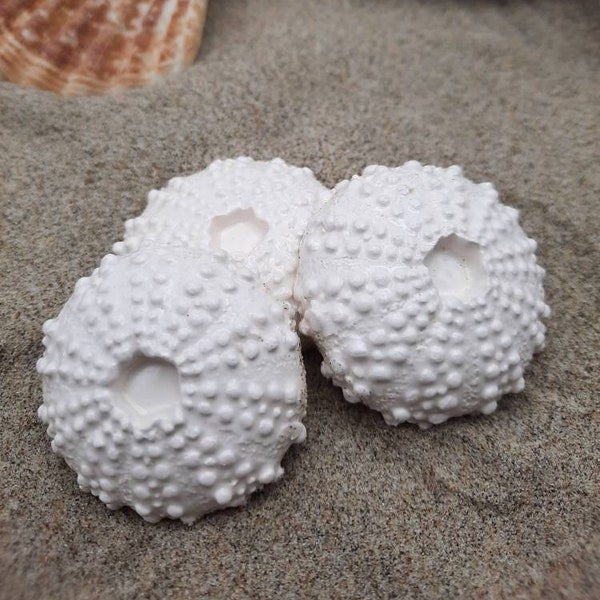 Sea Urchin Mosaic Tiles Glossy White Set of 3