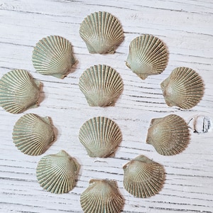 Op de afbeelding: Een verzameling van 11 groene en gouden schelpen, gerangschikt in een cirkel op een wit houten oppervlak.