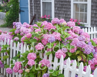Pobieranie cyfrowe - Nantucket Island Photo Photography of Mary Slade House - Blue Door White Picket Fence and Pink Hortenseas
