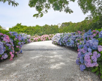 Pobieranie cyfrowe - Nantucket Island Photo Photography - Hortensja Driveway Fioletowe, niebieskie i różowe hortensje Zdjęcie