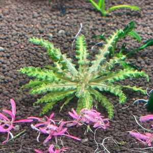 Könnte beinhalten: Nahaufnahme einer grünen Wasserpflanze mit gekräuselten Blättern. Die Pflanze wächst in einem dunkelbraunen Kieselsand-Substrat. Es sind auch rosa Blüten im Bild.