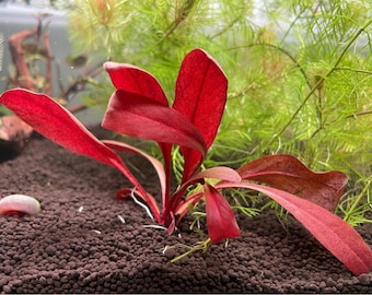 Samolus Parviflorum Rosso x1 Pianta sommersa