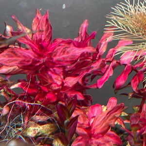 Könnte beinhalten: Nahaufnahme einer leuchtend roten Wasserpflanze mit zarten, gefiederten Blättern. Die Pflanze ist im Wasser versunken und scheint in einem Aquarium zu wachsen.