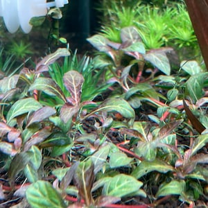 Könnte beinhalten: Nahaufnahme einer üppigen, grünen Aquarienpflanze mit roten Stielen und Blättern. Die Pflanze wächst in einem Aquarium mit einem dunkelbraunen Substrat.