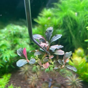 Könnte beinhalten: Nahaufnahme einer kleinen, rot getönten Wasserpflanze mit grünen Blättern, die von einer Pinzette gehalten wird. Die Pflanze ist in Wasser getaucht und scheint in einem Aquarium zu wachsen.