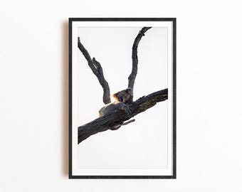 Koala Fine Art Print, Australisches Tier Wanddekor, Minimalistische Tierfotografie, Kinderzimmer Kunst Geschenk