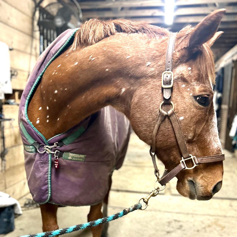 May include: A brown and white horse wearing a purple horse blanket with a green trim and a brown halter. The horse is standing in a stable.
