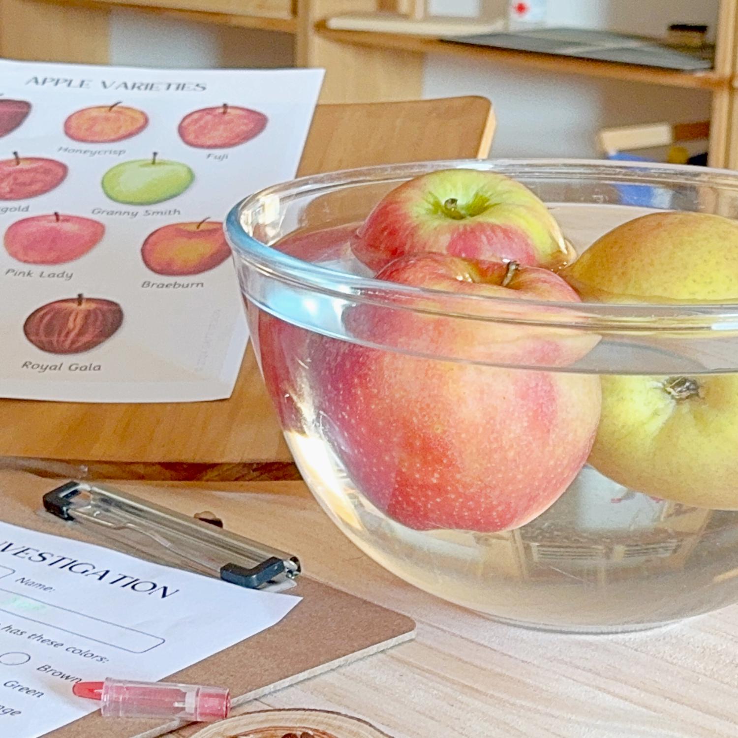 Apples Unit Study Pack | Kids Learning Activities (digital Download) - Etsy