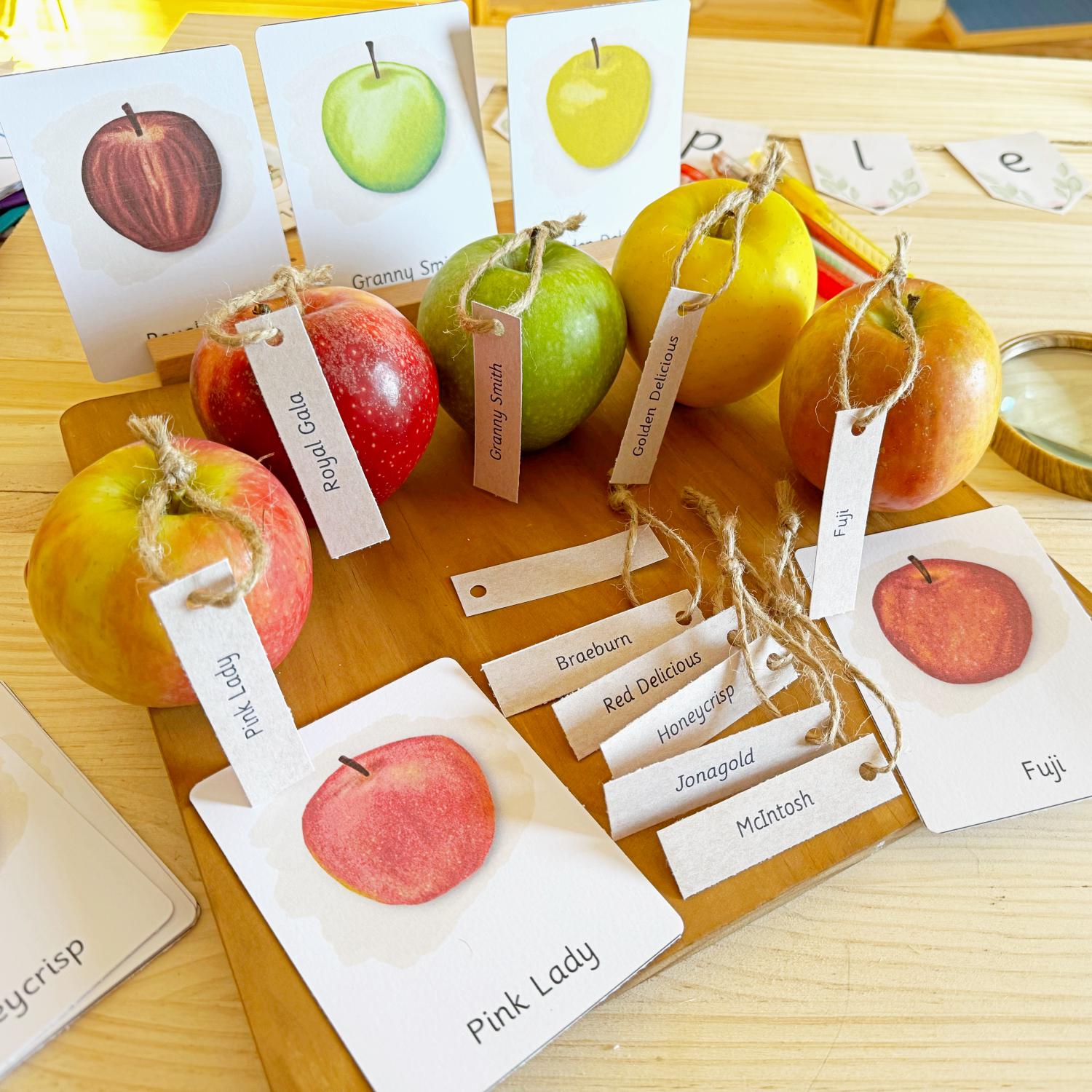 Apples Unit Study Pack | Kids Learning Activities (digital Download) - Etsy
