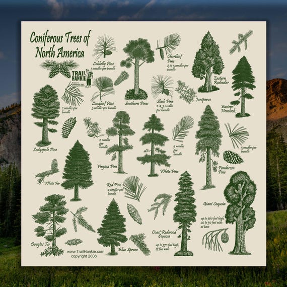 North American Trees Names