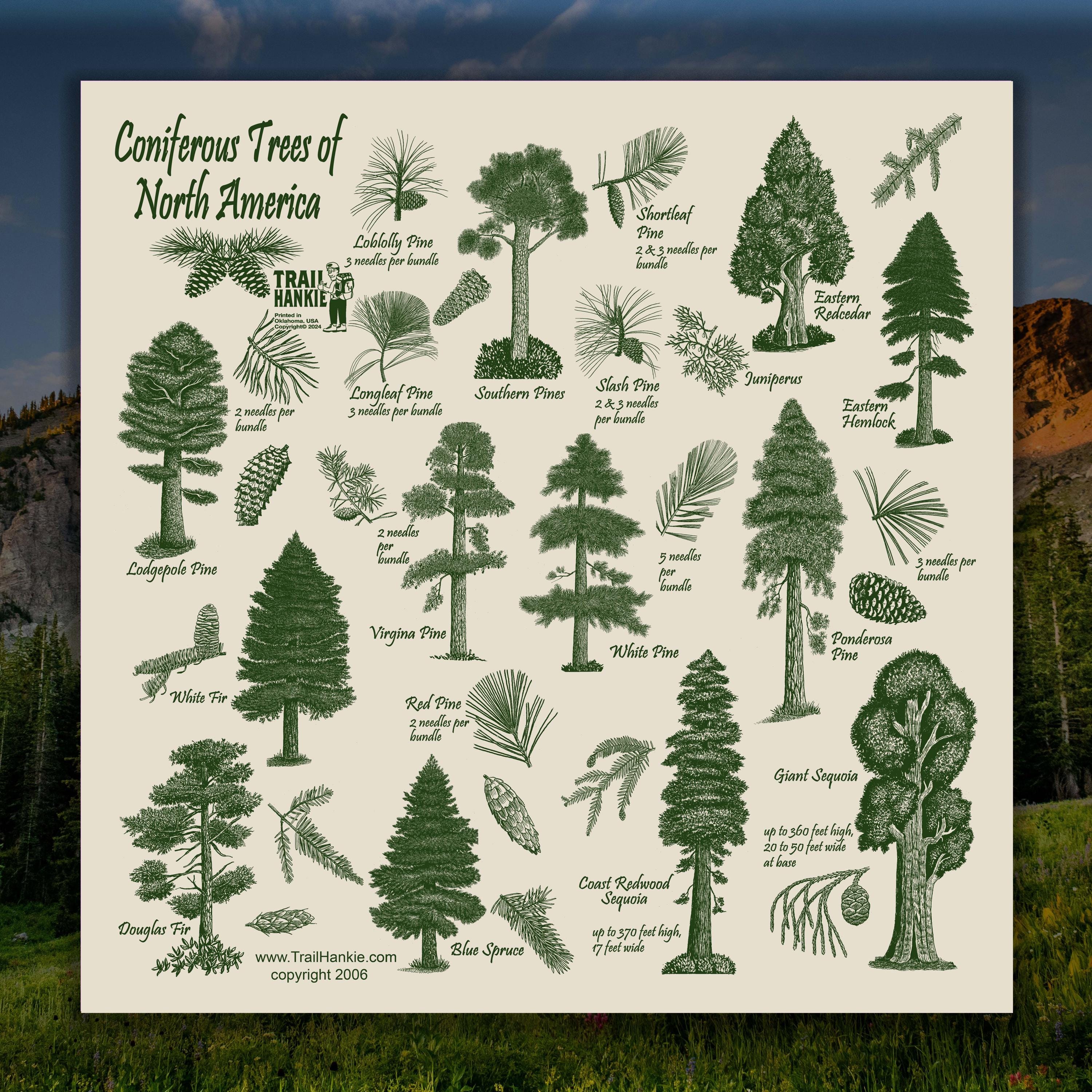 Coniferous Tree Trail Bandana: North American Trees, 100% Cotton