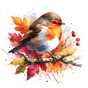 5 Rotkehlchen Herbst, Digitaler Download, ohne Hintergrund, Transparente PNG, sofortiger Download, Druckvorlage