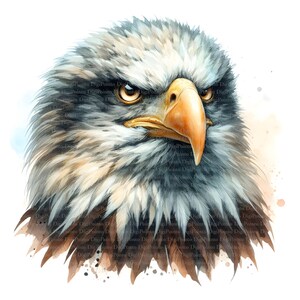 5 Weißkopfseeadler, Digitaler Download, ohne Hintergrund, Transparente PNG, sofortiger Download, Druckvorlage