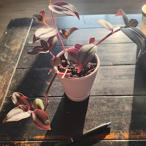 Silver Inch Plant, vine, purple, silver